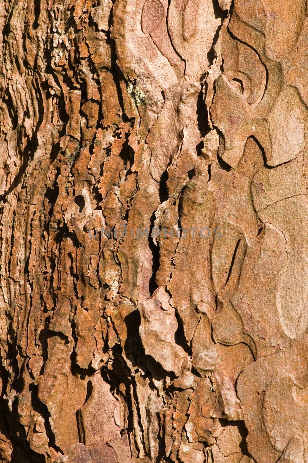 format-filling view of a tree bark in the evening side light