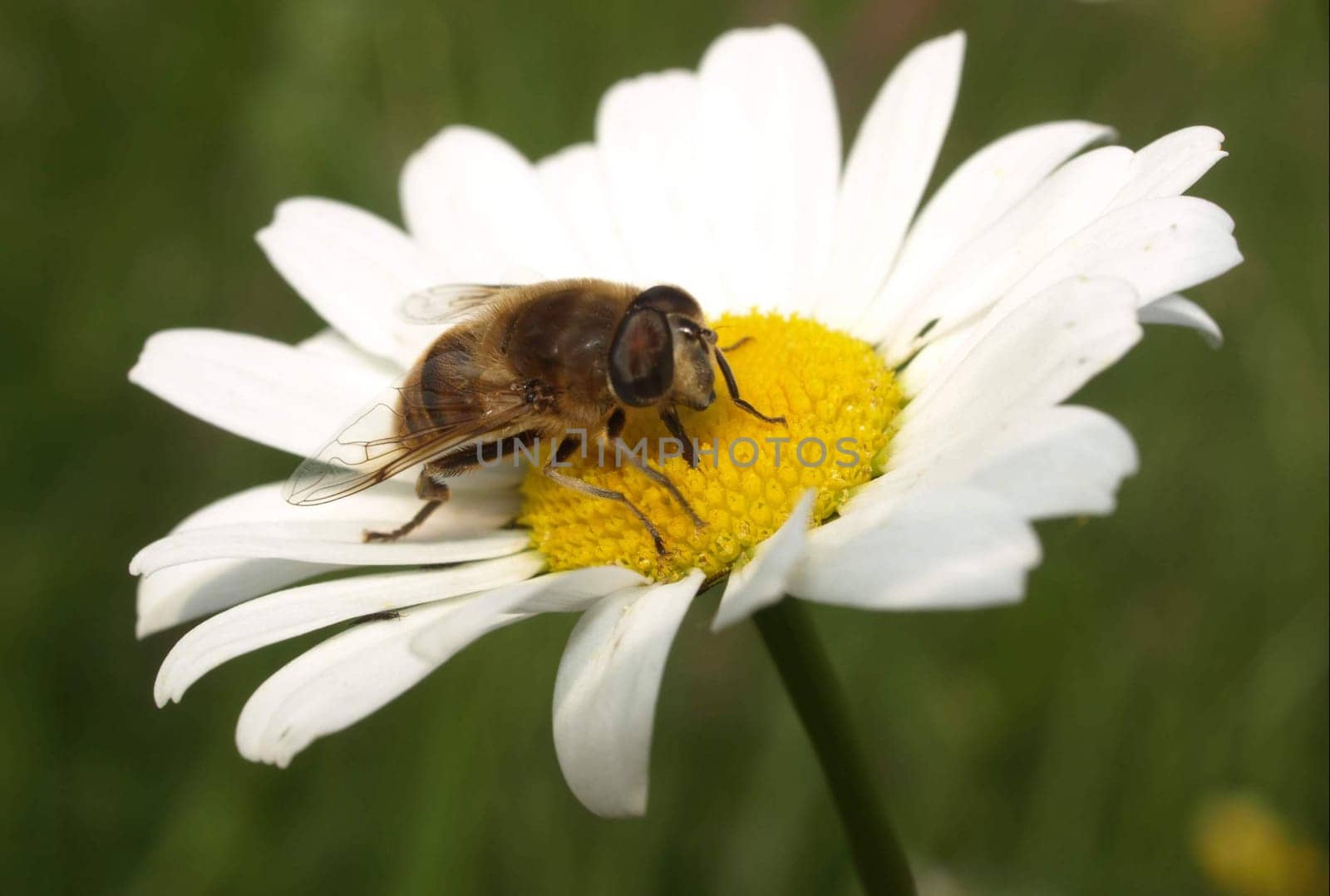 Floating fly