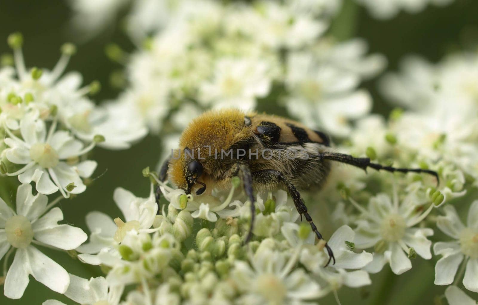 Brush beetle
