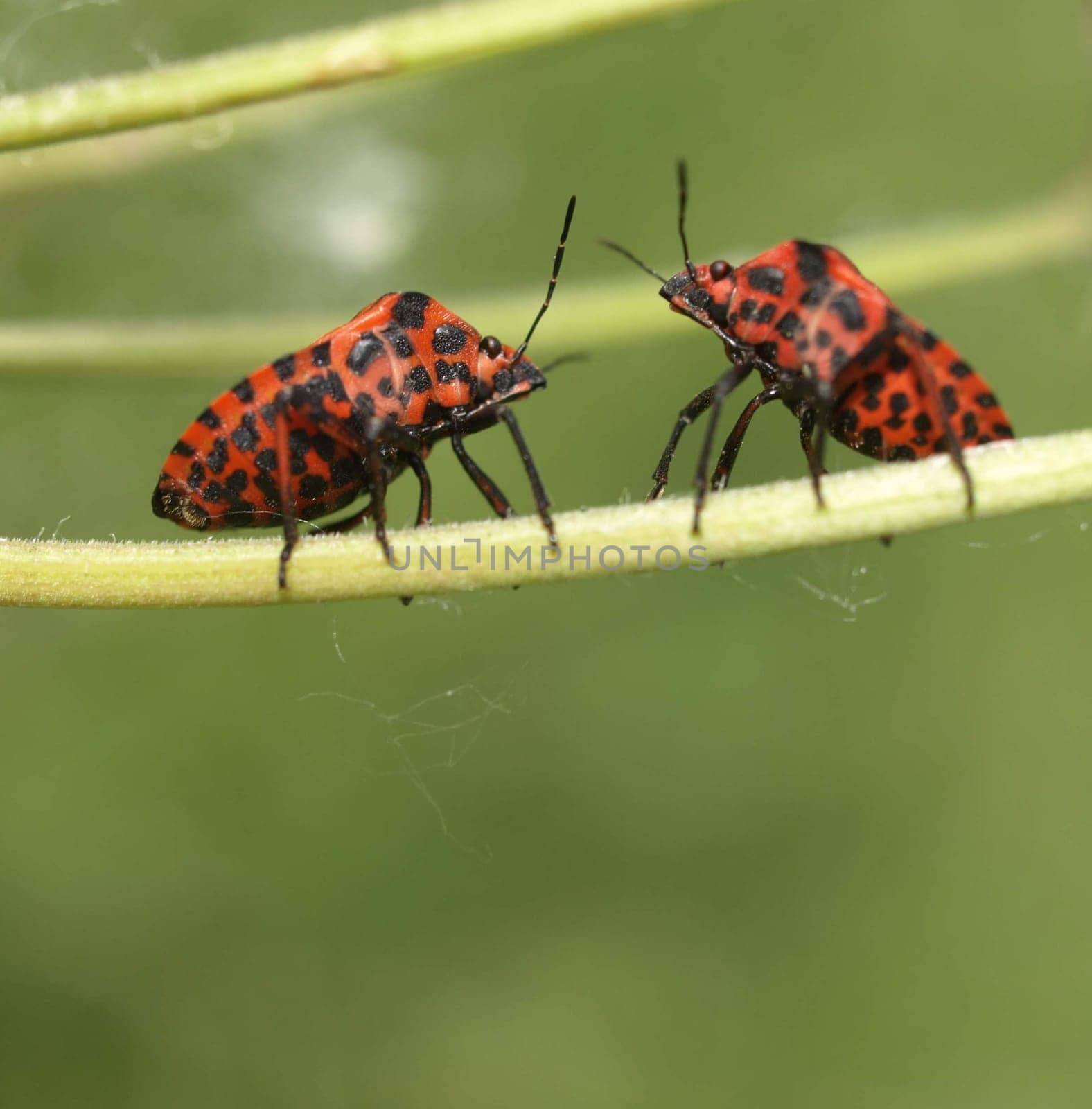Striped bugs