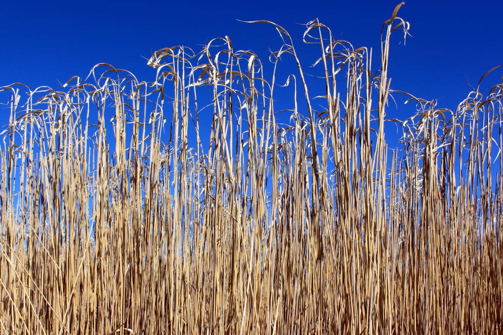 an agricultural field for an organic farming for the harvest of the reed on a bottom of blue sky