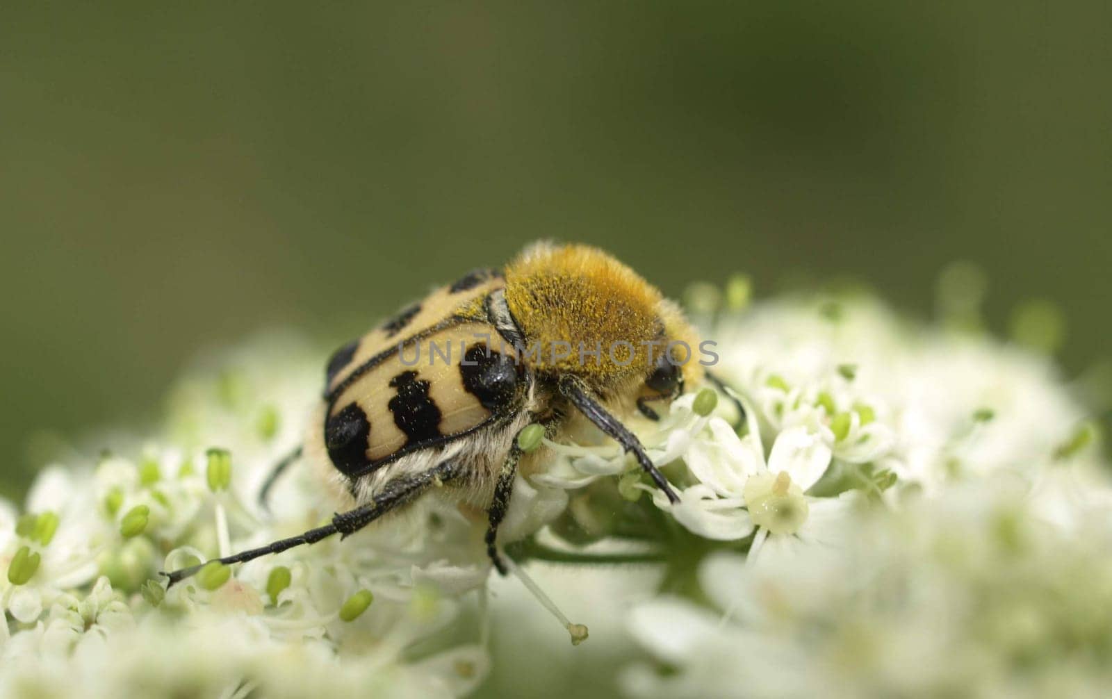 Brush beetle