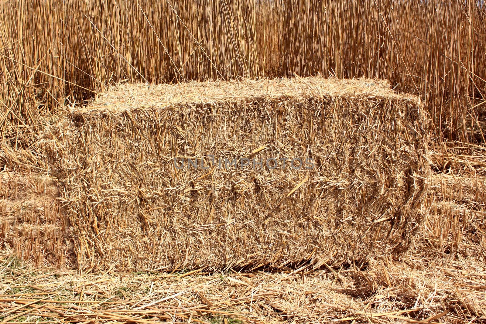 an agricultural field for an organic farming for the harvest of the reed in bundles