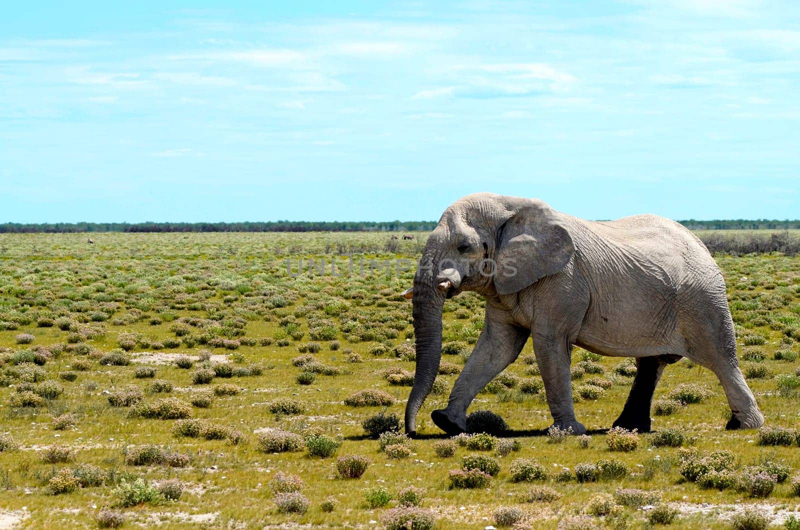 An old bull elephant walking in the plains of Etosha