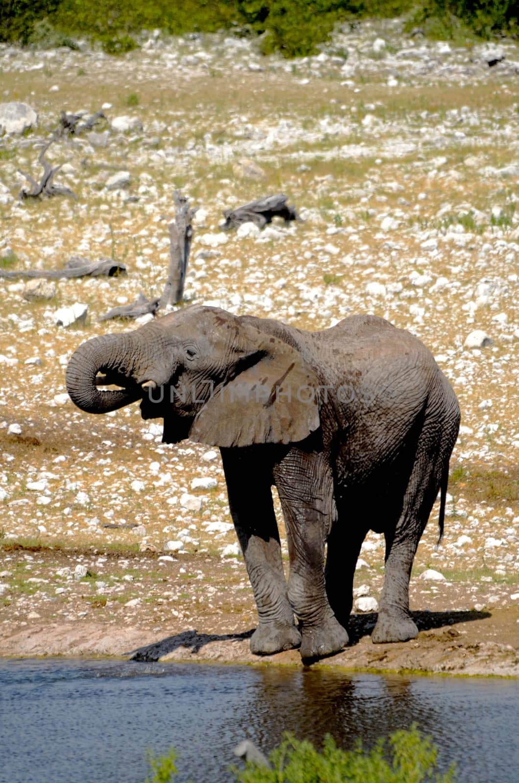 An African elephant drinking water out of a water hole in Etosha national Park in Namibia