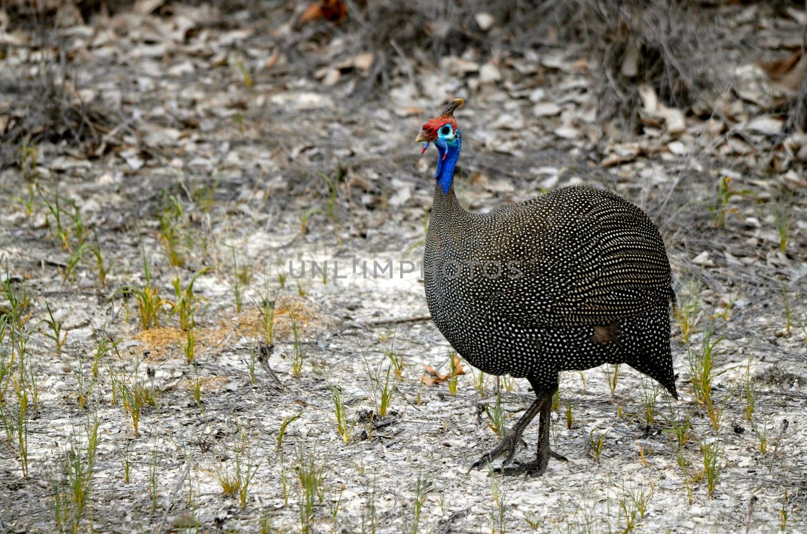 an African Guineafowl in Etosha National park in Namibia