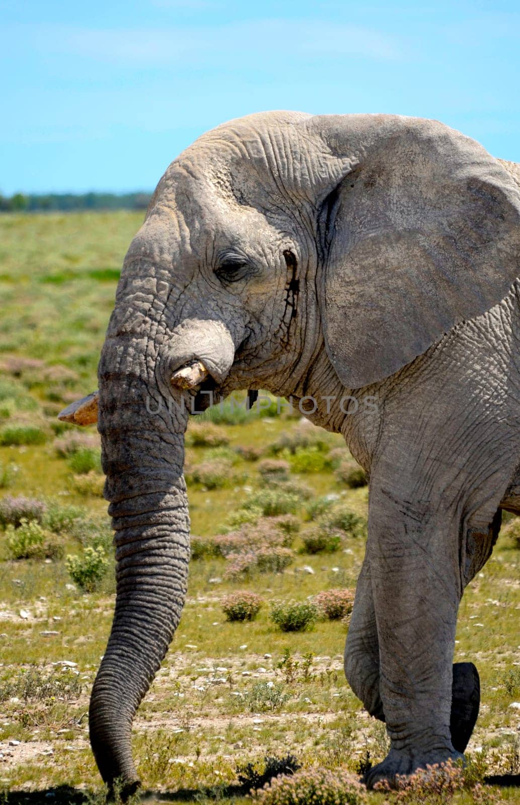 An old bull elephant walking in the plains of Etosha