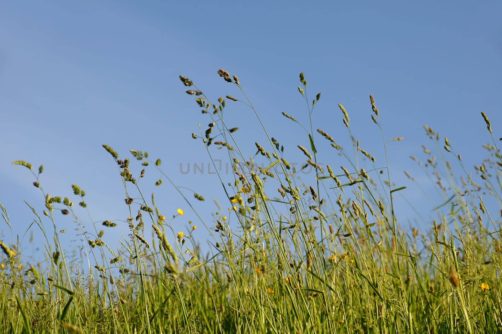 Grasses