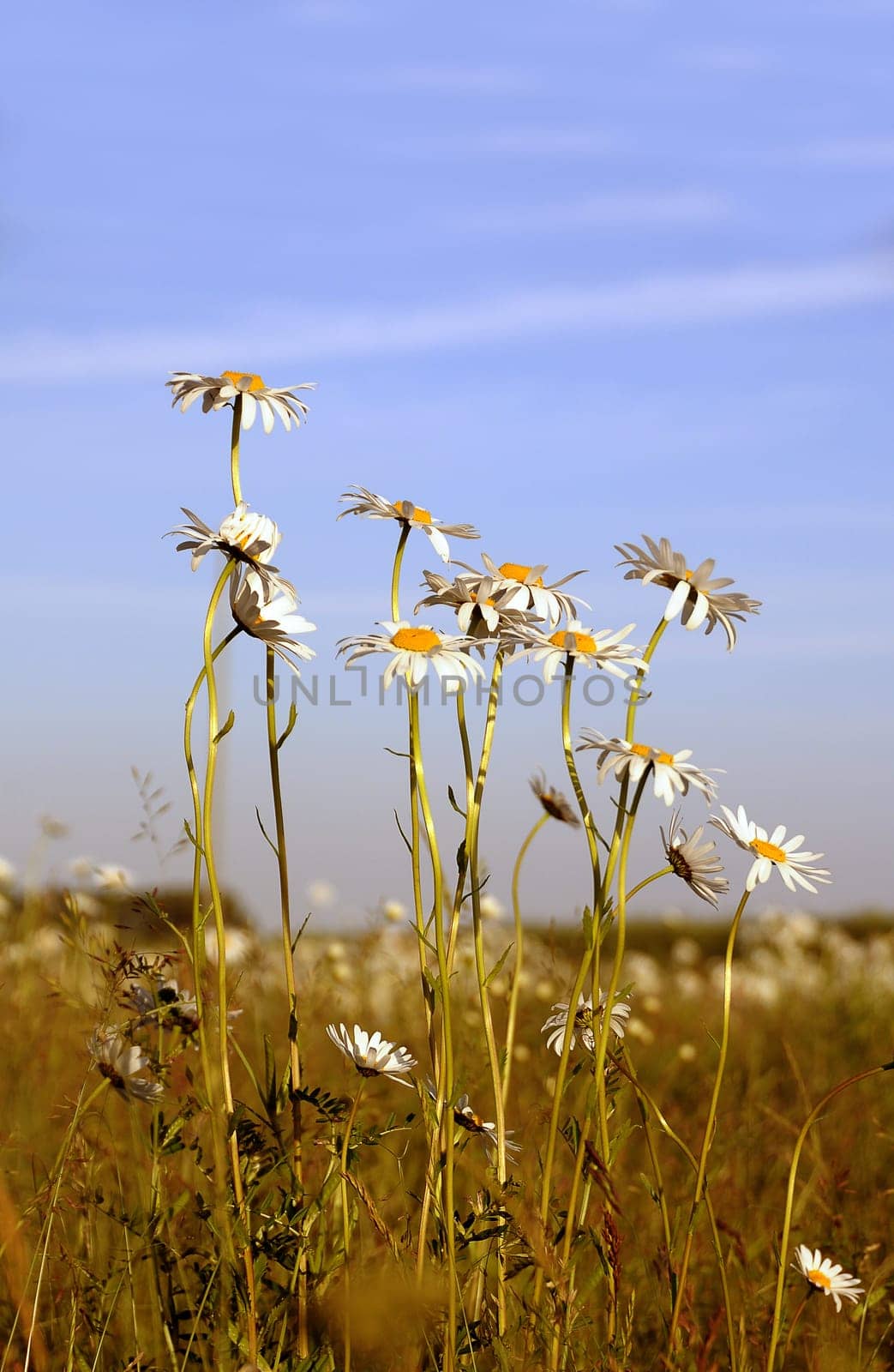 Daisies