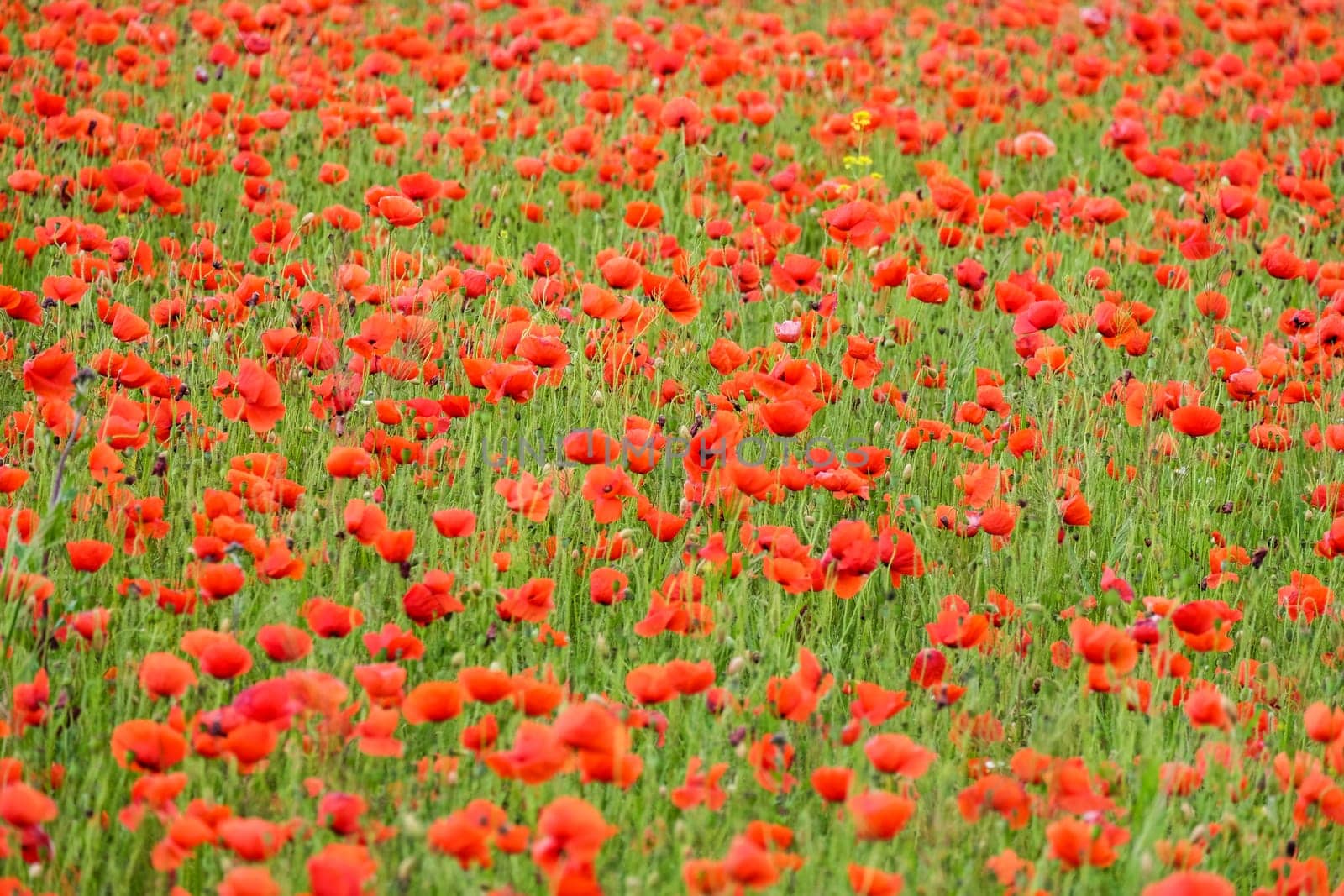 Field with gossip poppy,red flower on a meadow