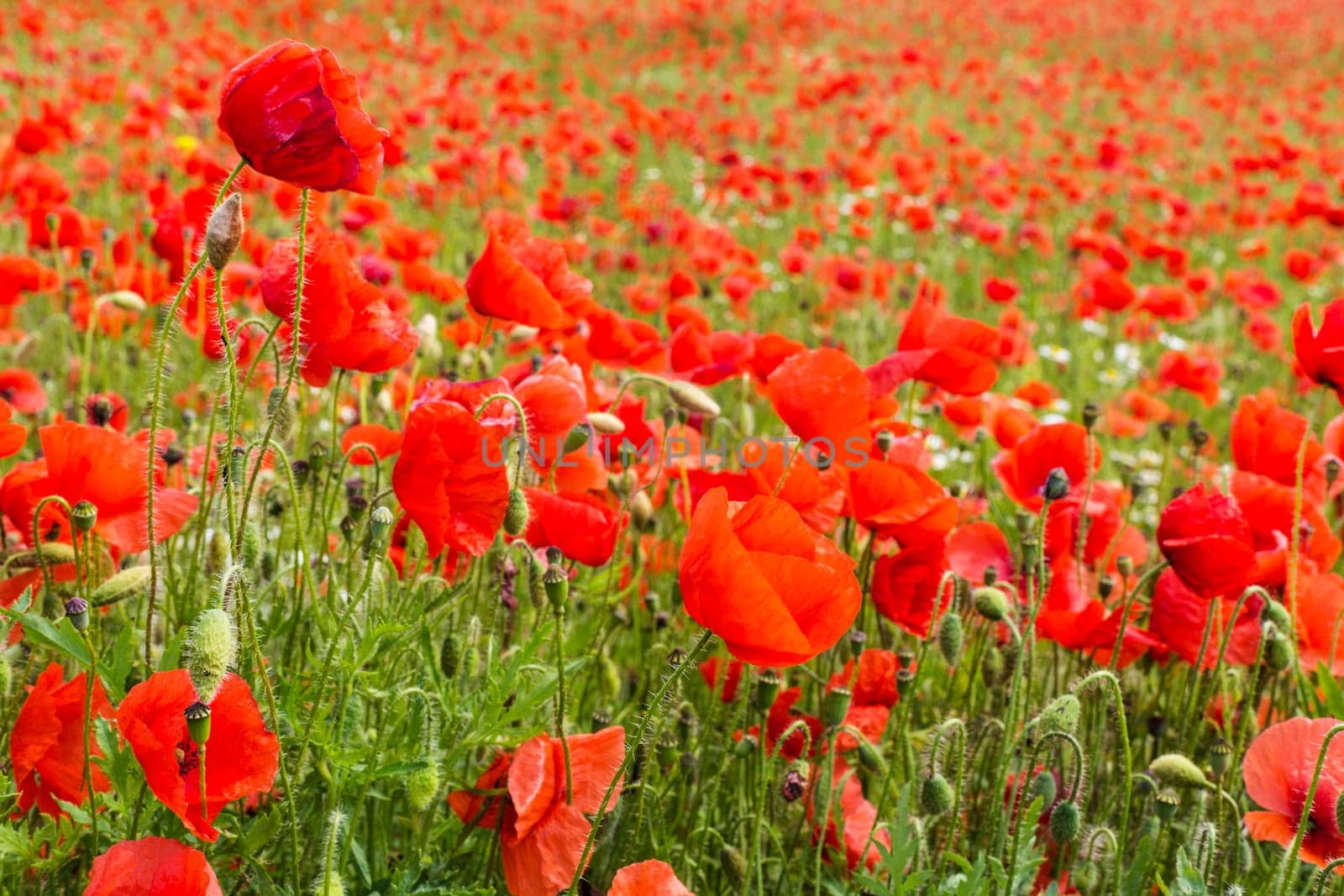 Field with gossip poppy,red flower on a meadow