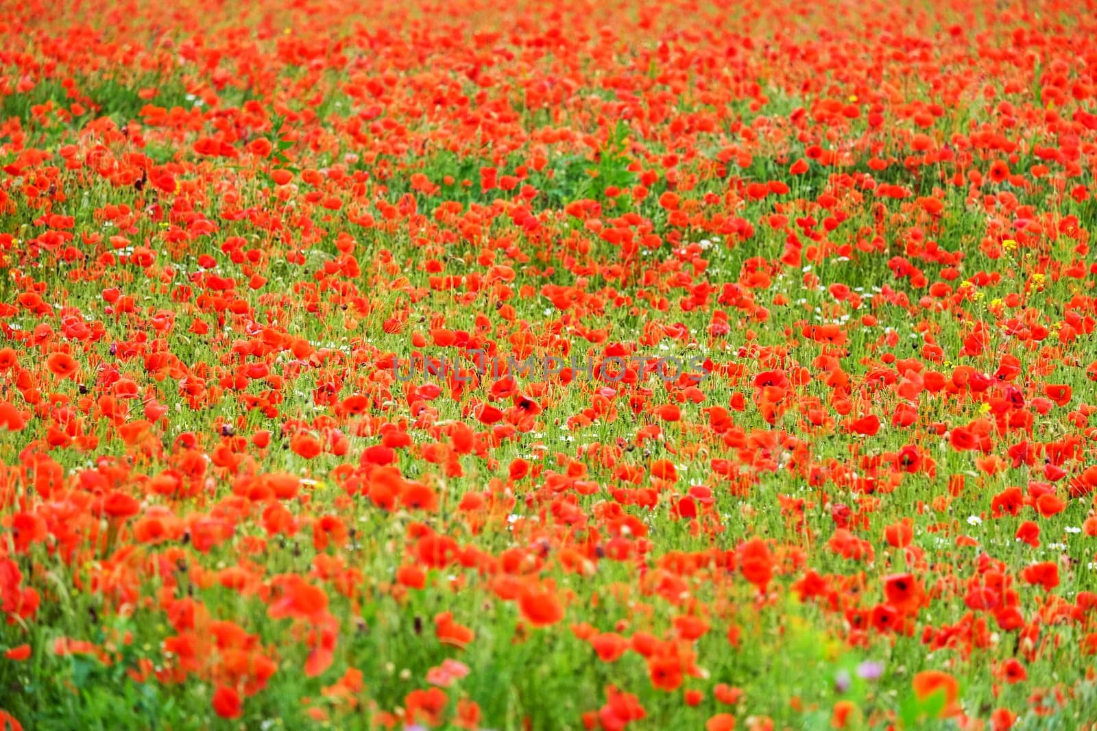Field with gossip poppy,red flower on a meadow