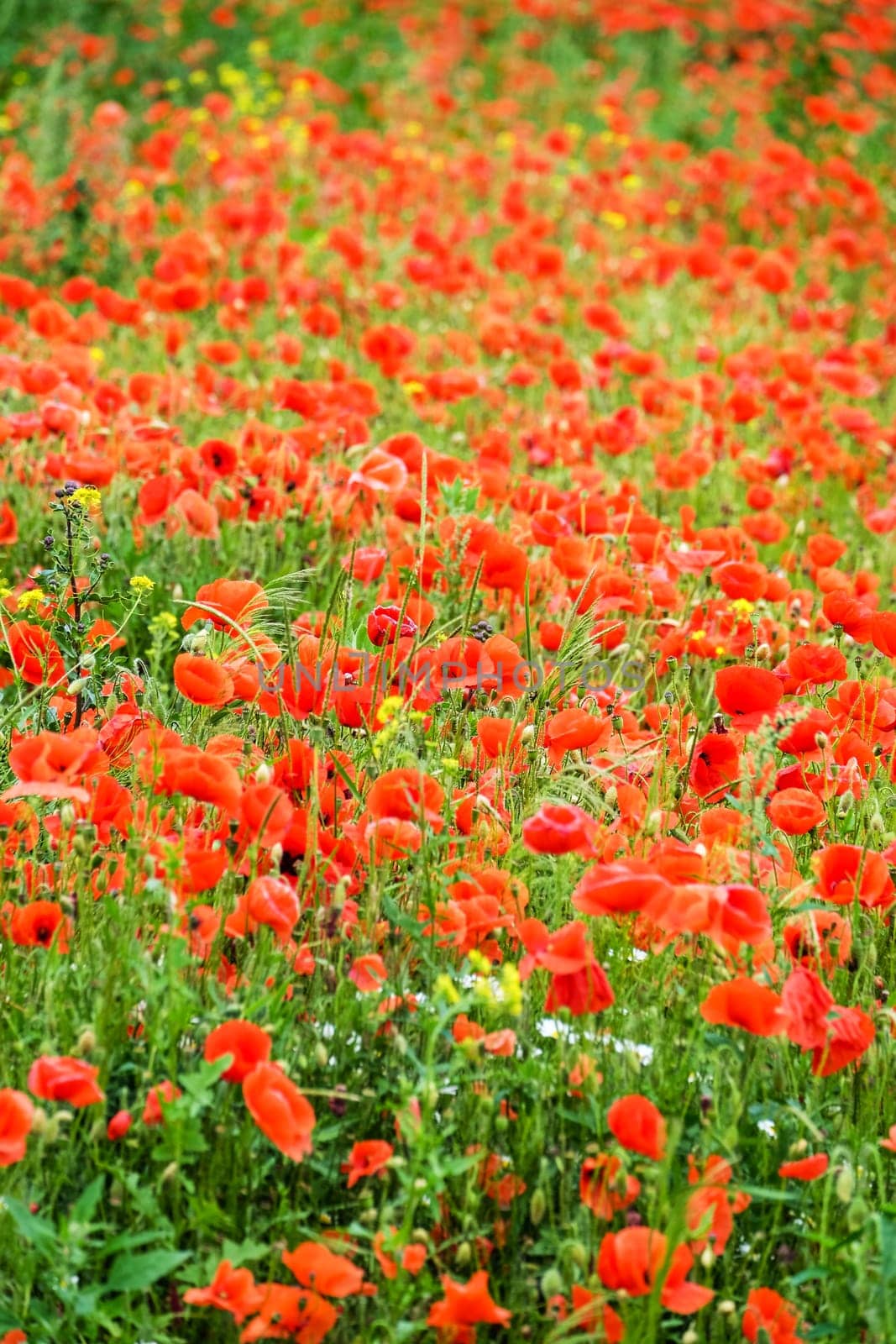 Field with gossip poppy,red flower on a meadow