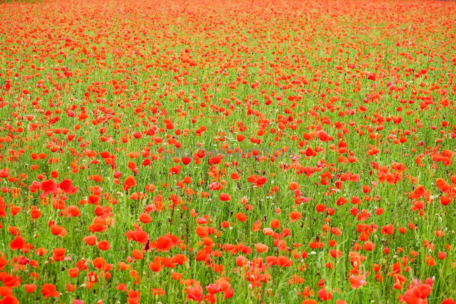 Field with gossip poppy,red flower on a meadow