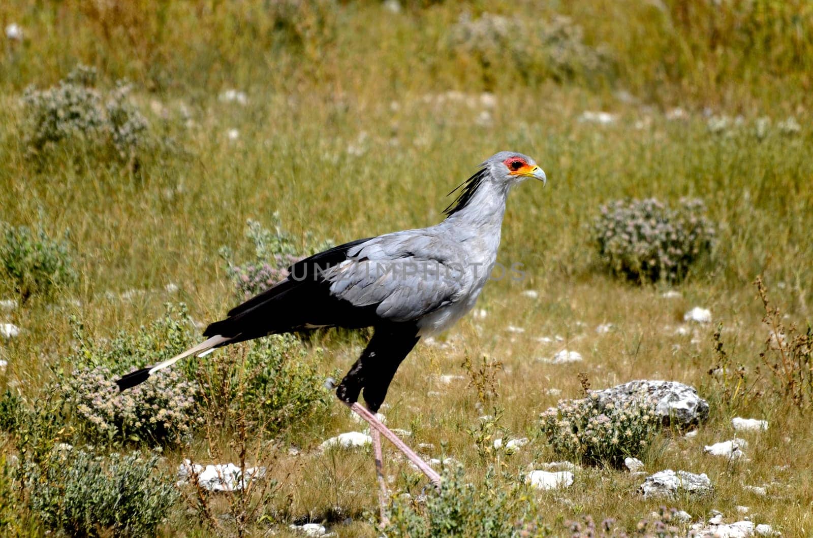 The Secretary Bird (Sagittarius serpentarius) is a very large, mostly terrestrial bird of prey. Endemic to Africa, it is usually found in the open grasslands and savannah of the sub-Saharan region.