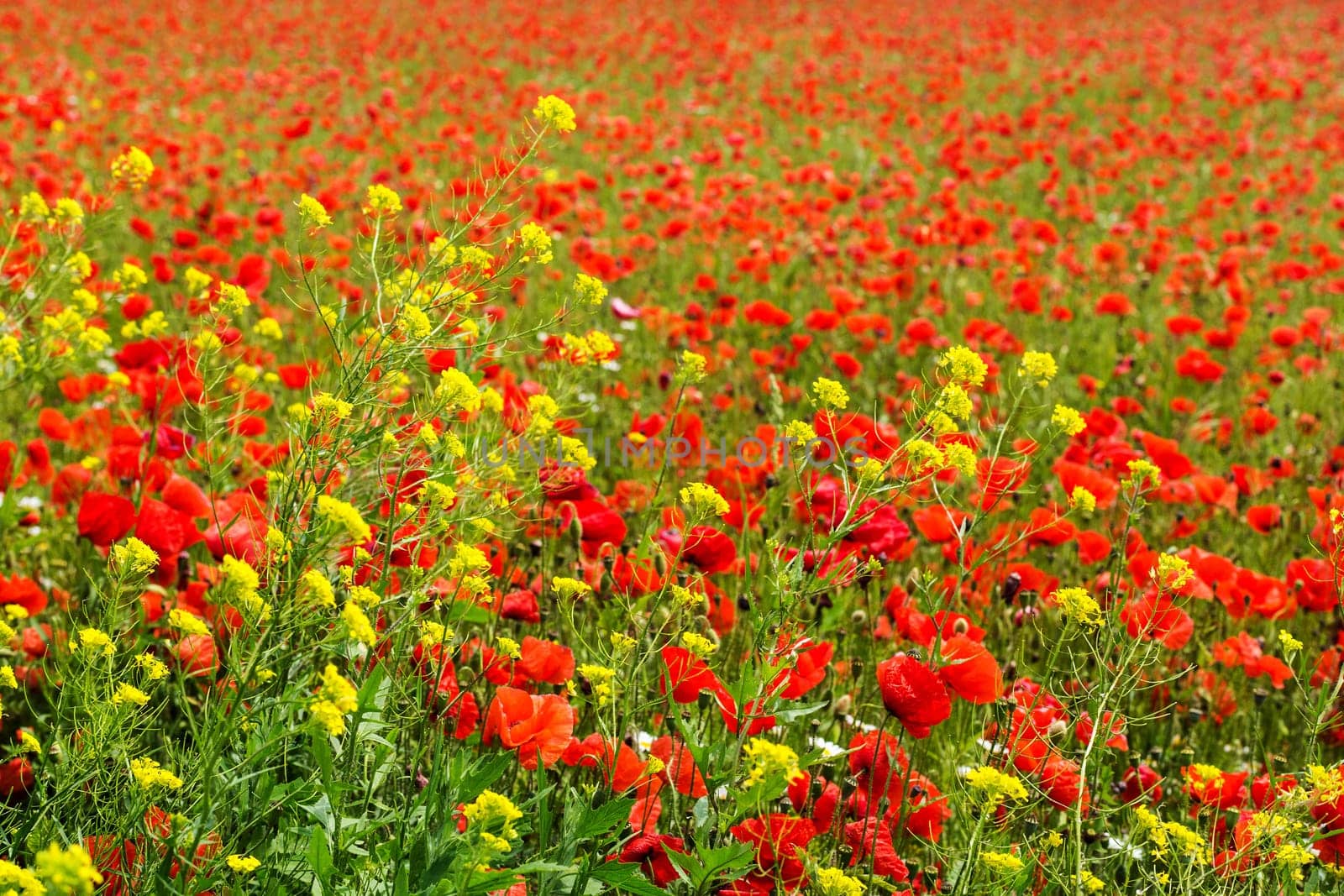 Field with gossip poppy,red flower on a meadow