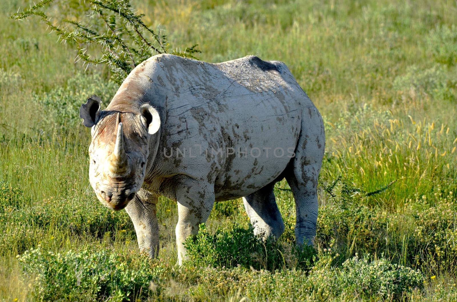 An African black rhino standing on a grass field in Etosha national park in Namibia