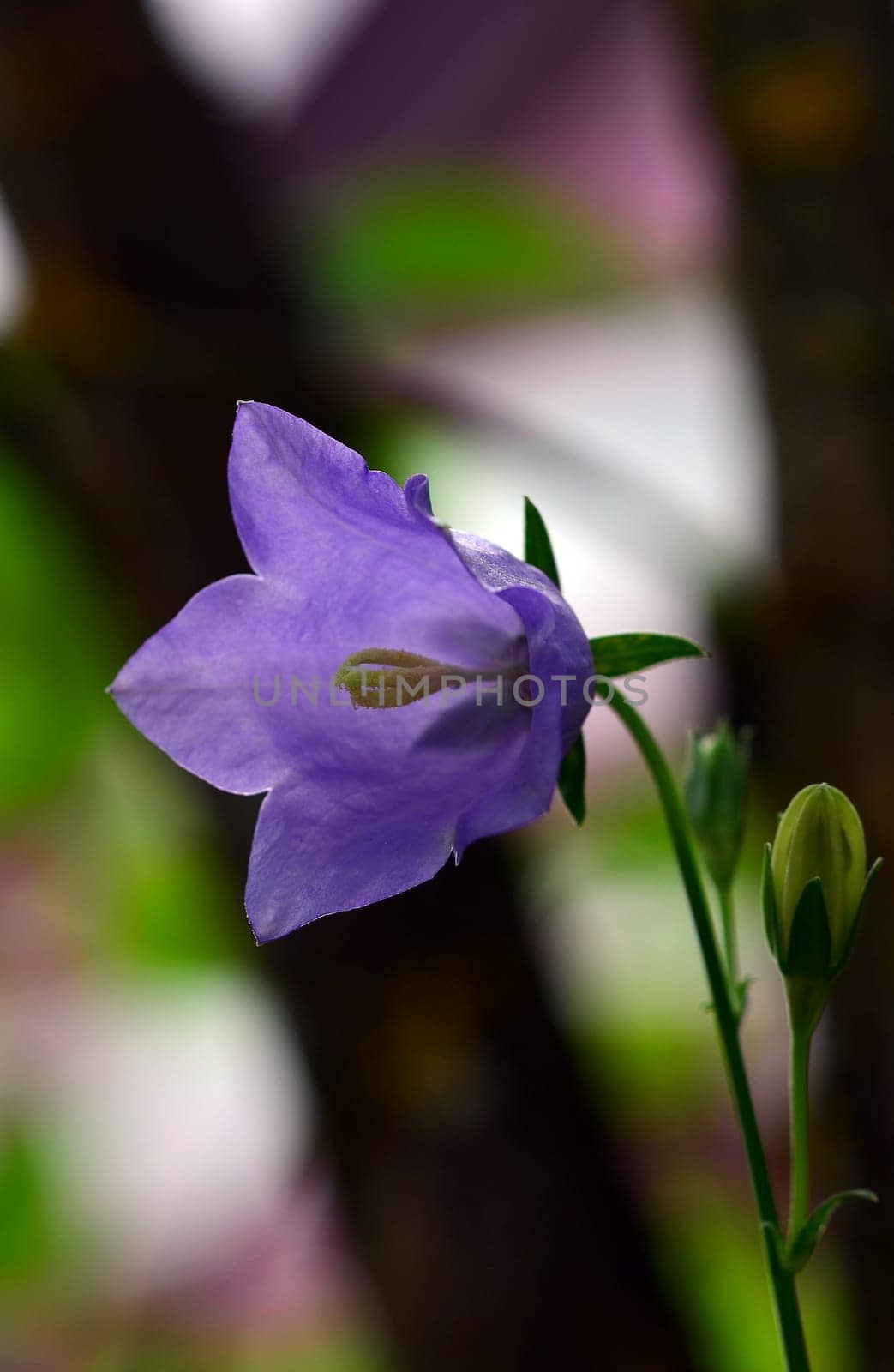 Meadow bell flower