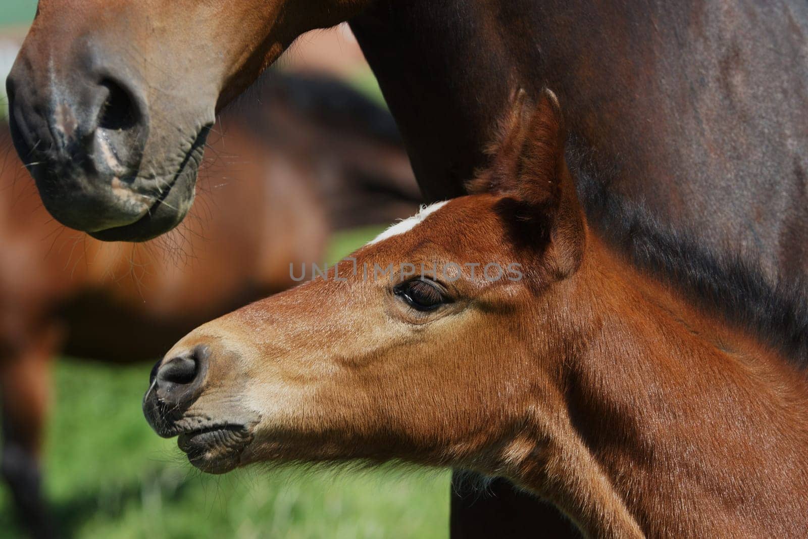 Mare with her foal