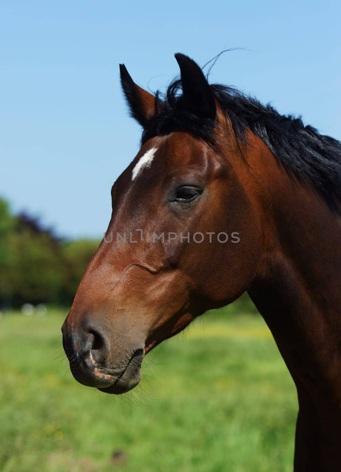Schoenes Horse