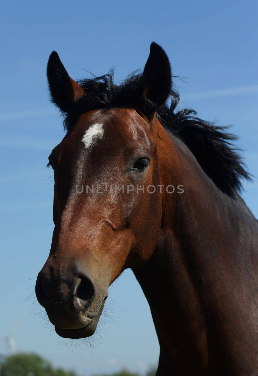 Schoenes Horse