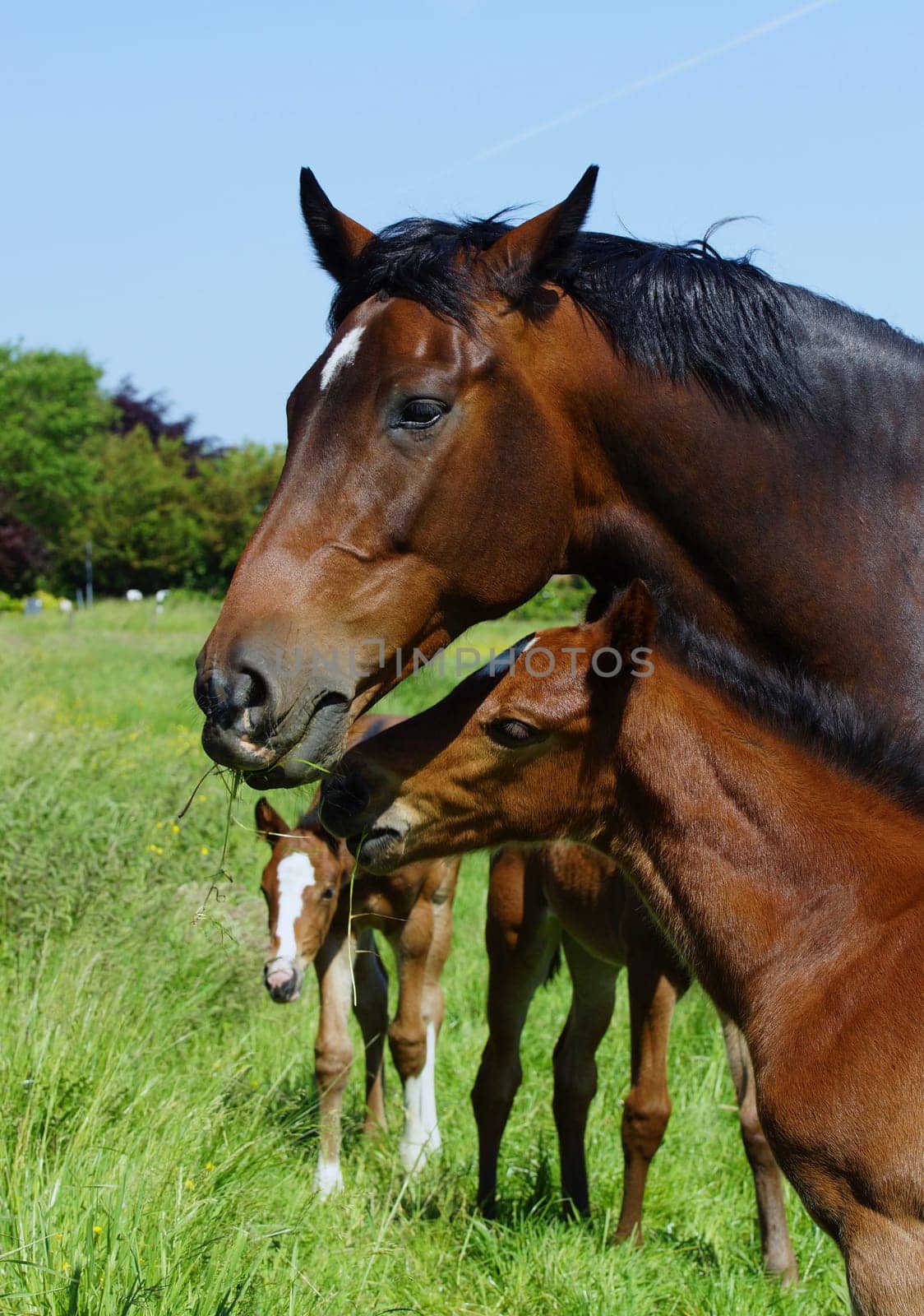 Mare with her foal