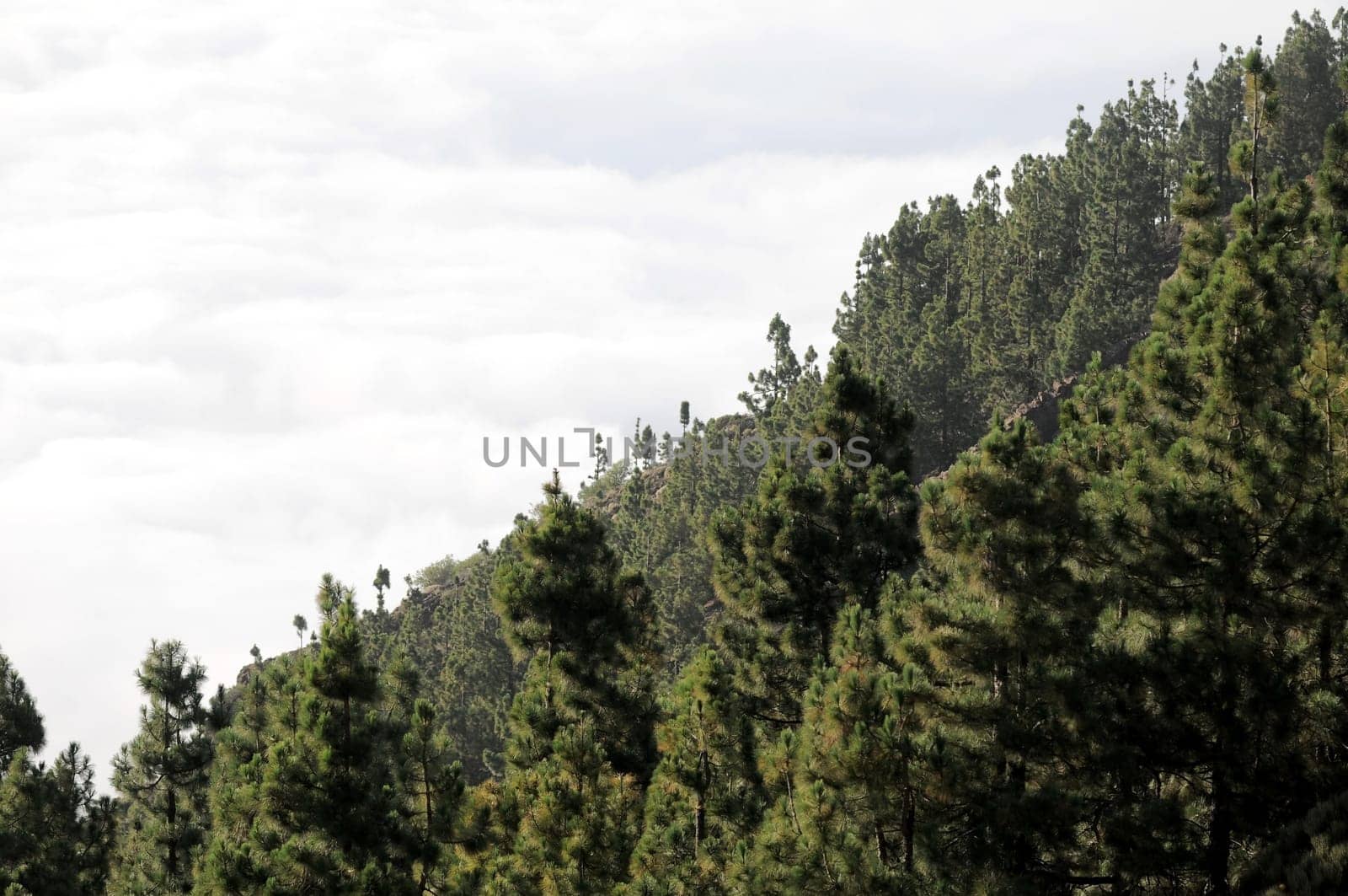Some Clouds Over the Trees in Tenerife, Spain