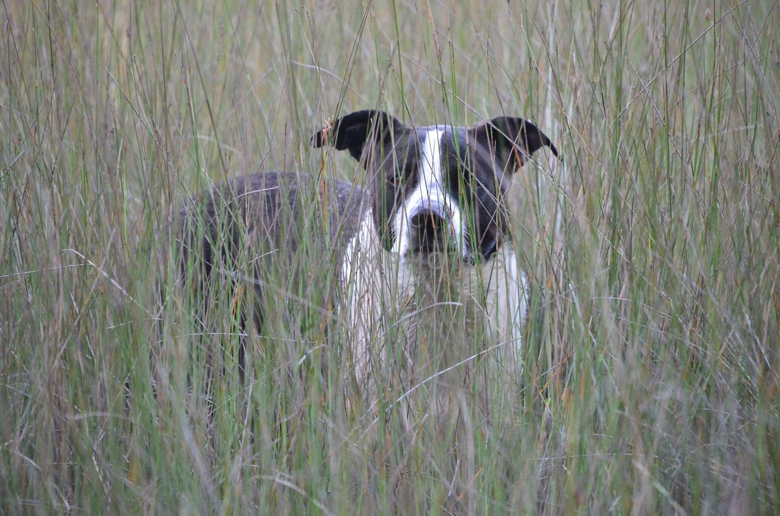 oscar in the graesern