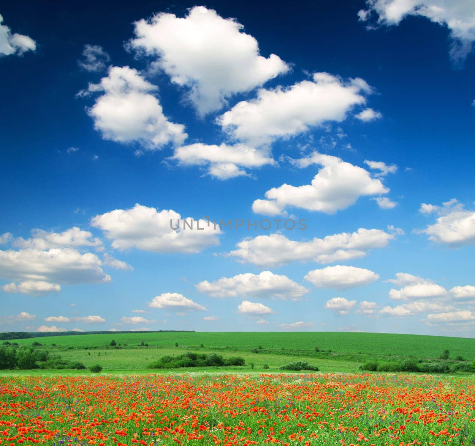 poppy flowers against the blue sky