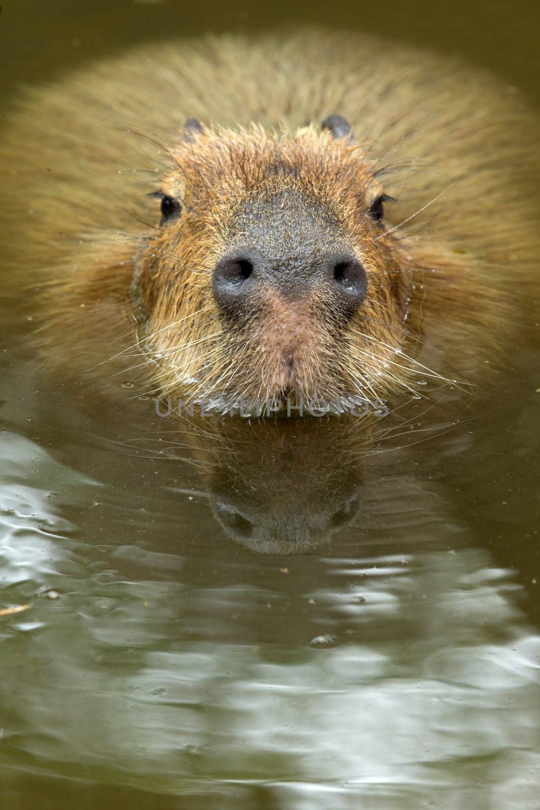 Close up of a Capybara