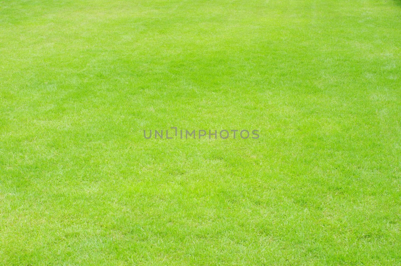 Close-up image of fresh spring green grass
