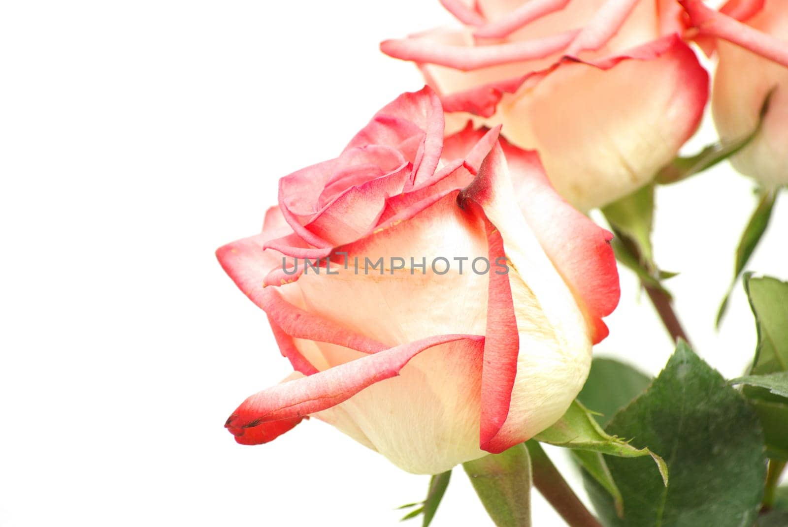 red rose isolated on a white background