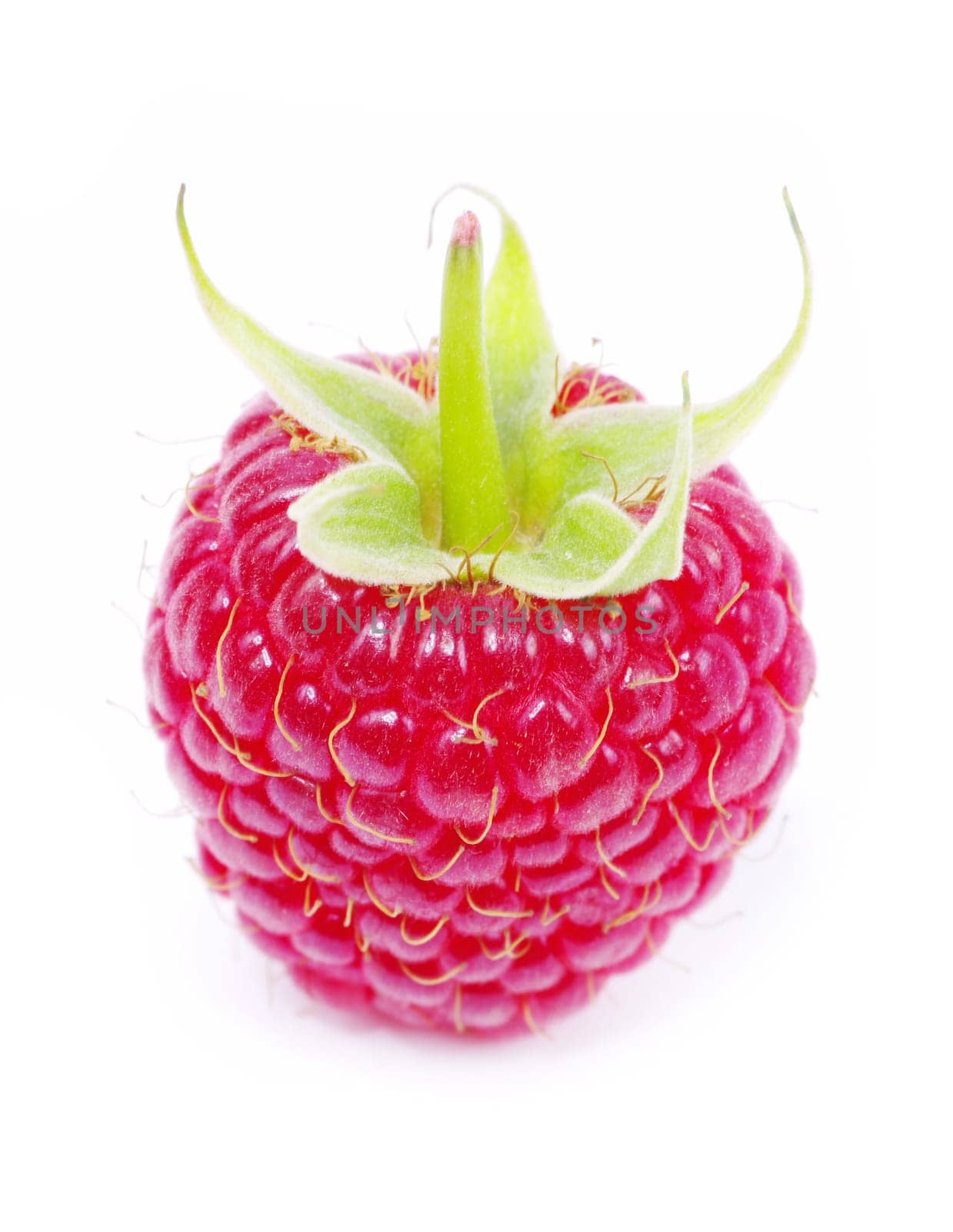 fresh raspberry closeup isolated on white background