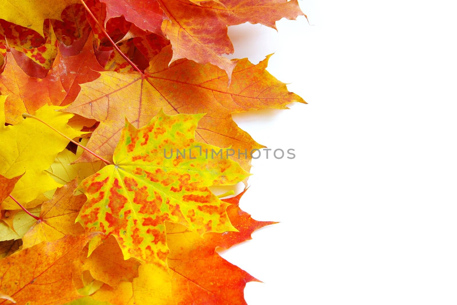autumn maple leafs isolated on a white