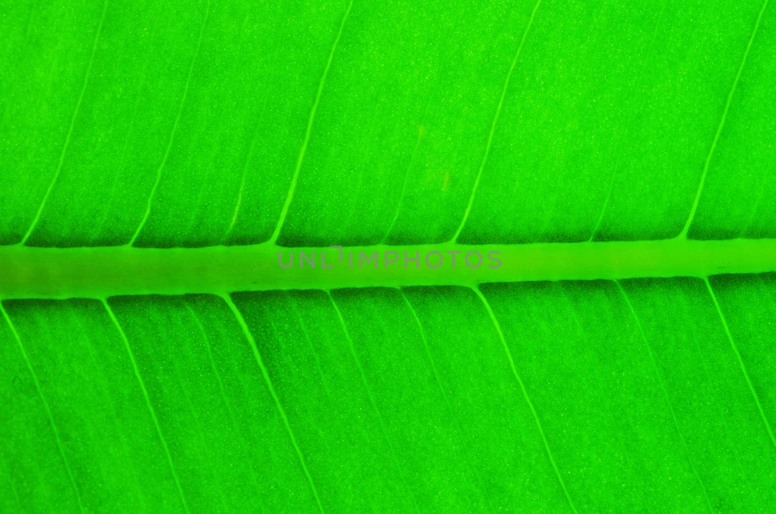 structure of leaf natural background
