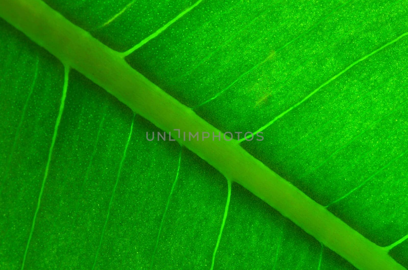 Texture of a green leaf as background
