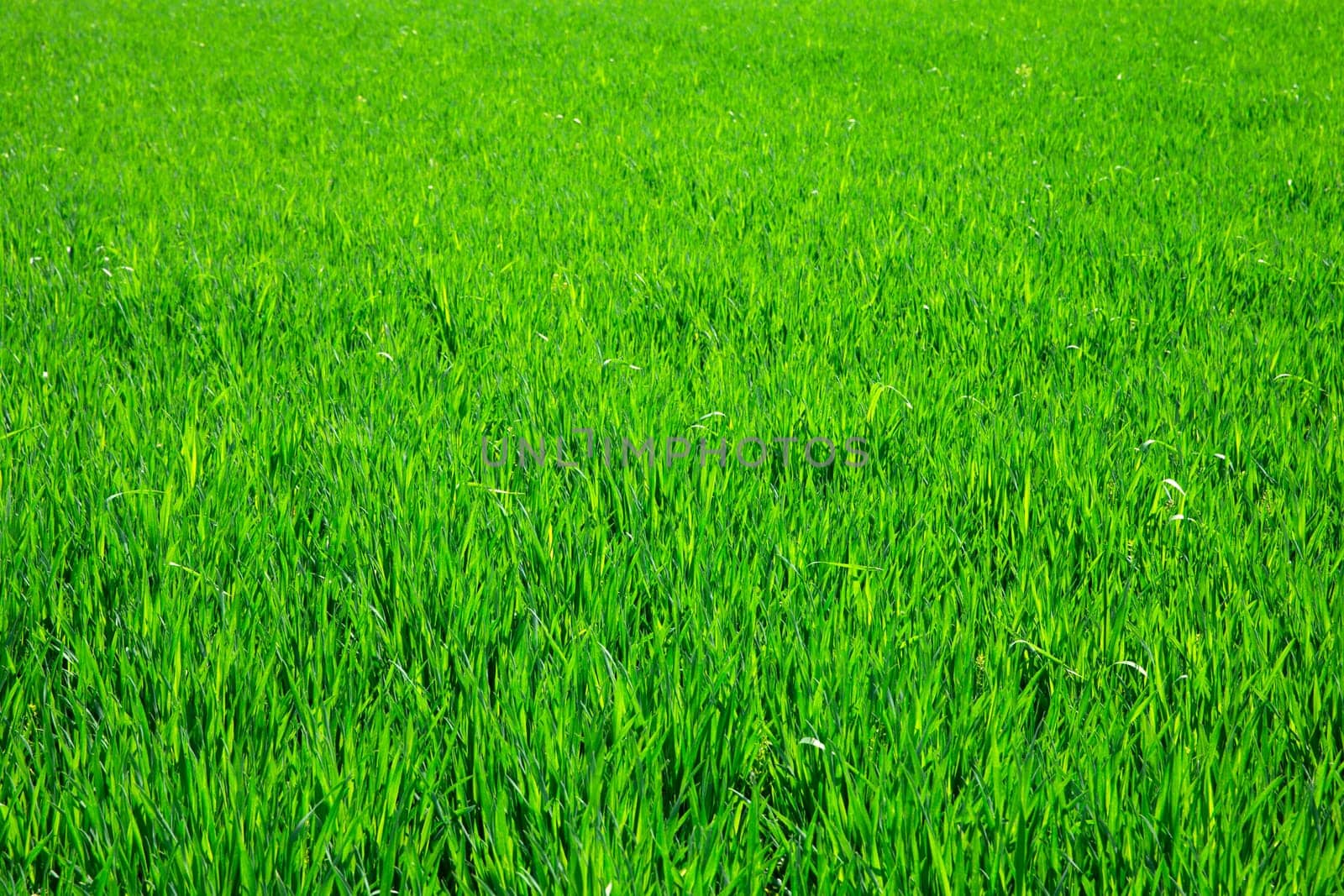Green grass texture from a field