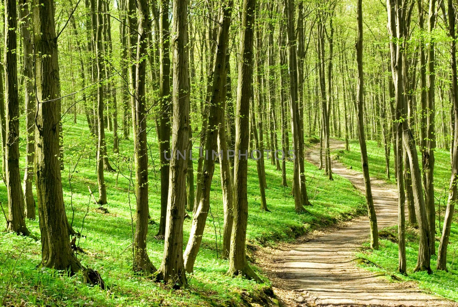 a path is in the green forest