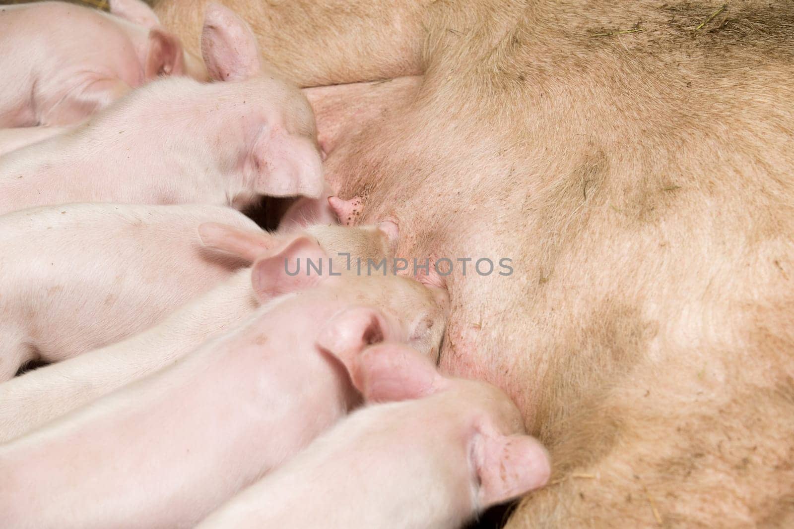 Little piglets suckling their mother