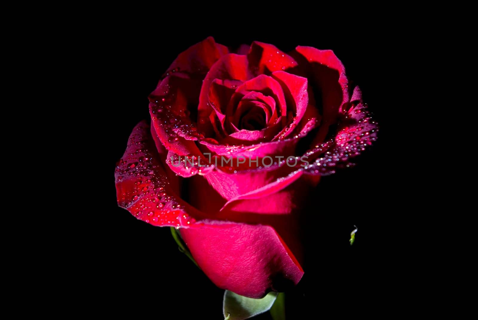red rose isolated on black background