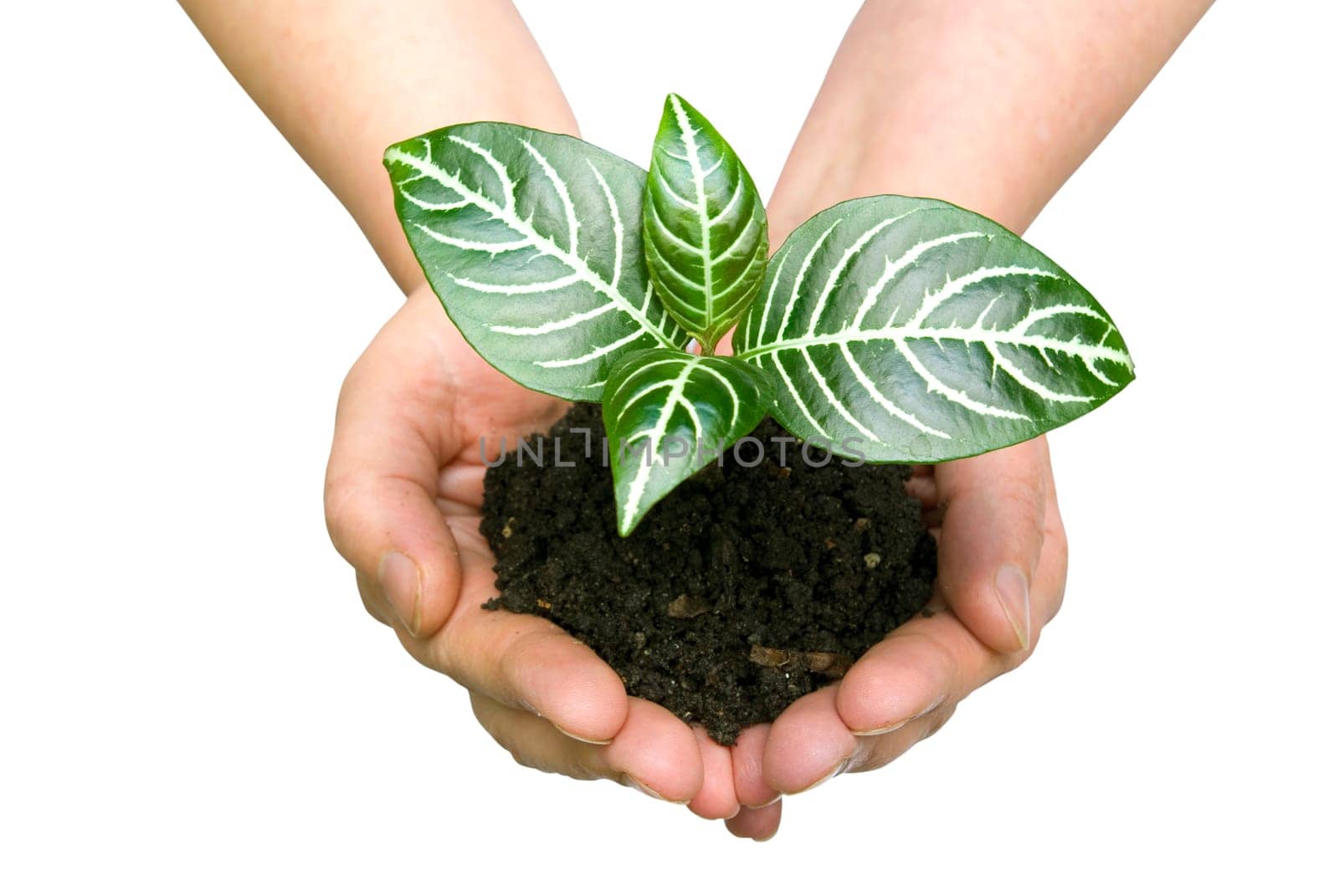 Hands holding sapling in soil on white
