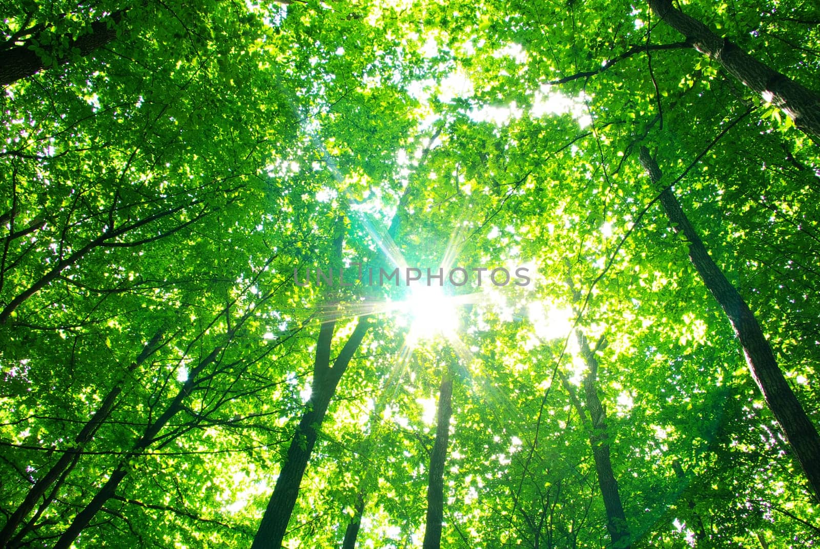 Early morning sun in the green forest