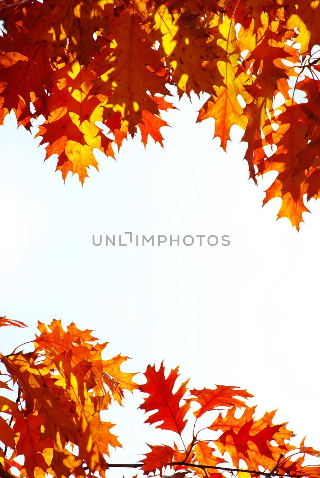 autumn leaves background in sunny day