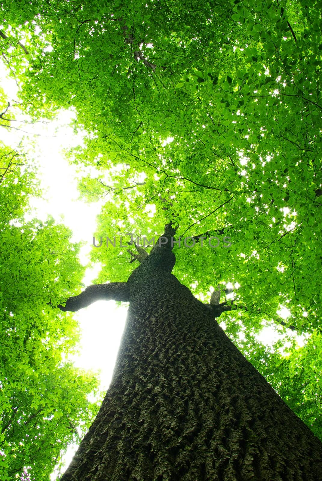 green leaves background in sunny day