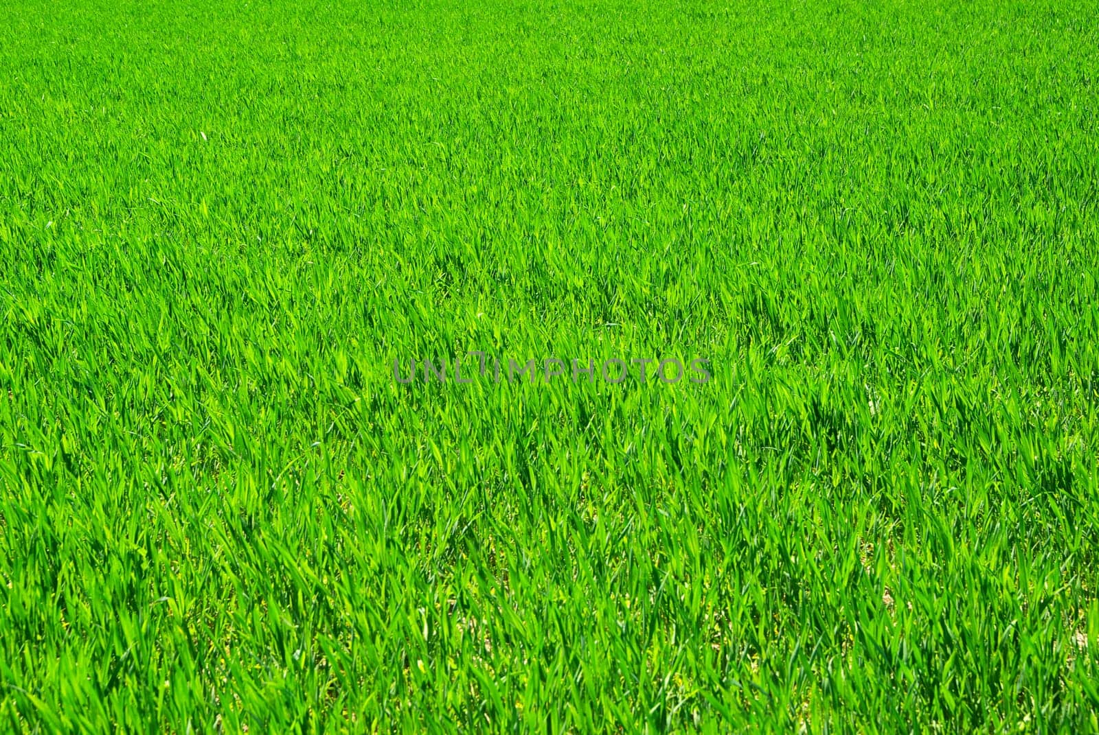 Green grass texture from a  field