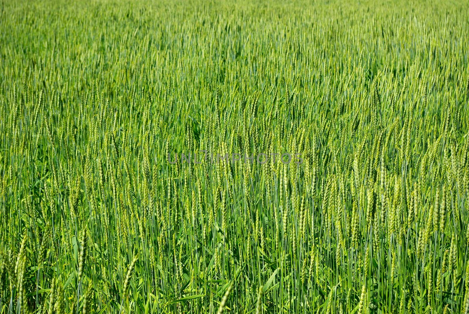 Close up shot of a green wheat field at spring