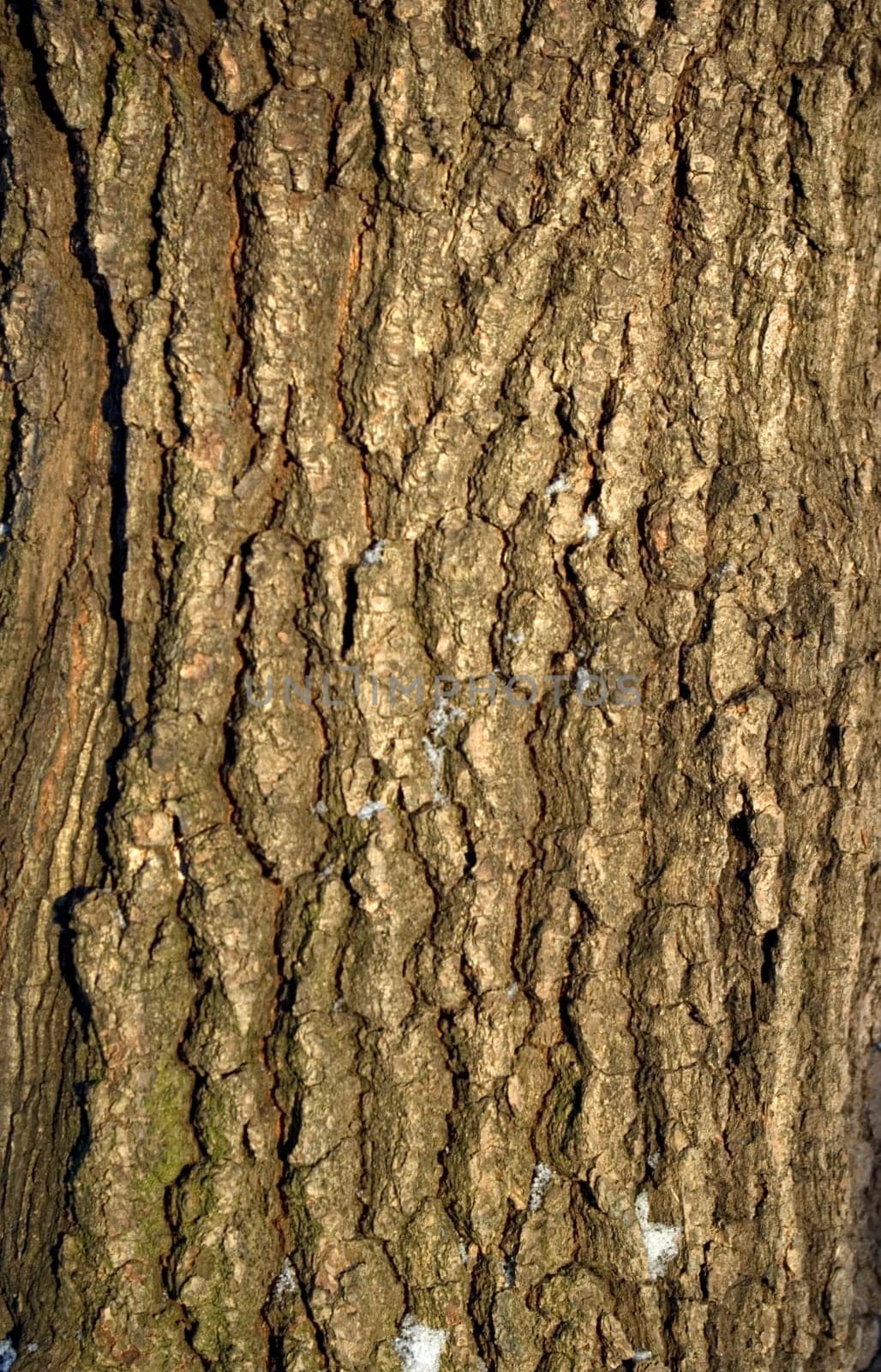 Old bark of tree texture detail