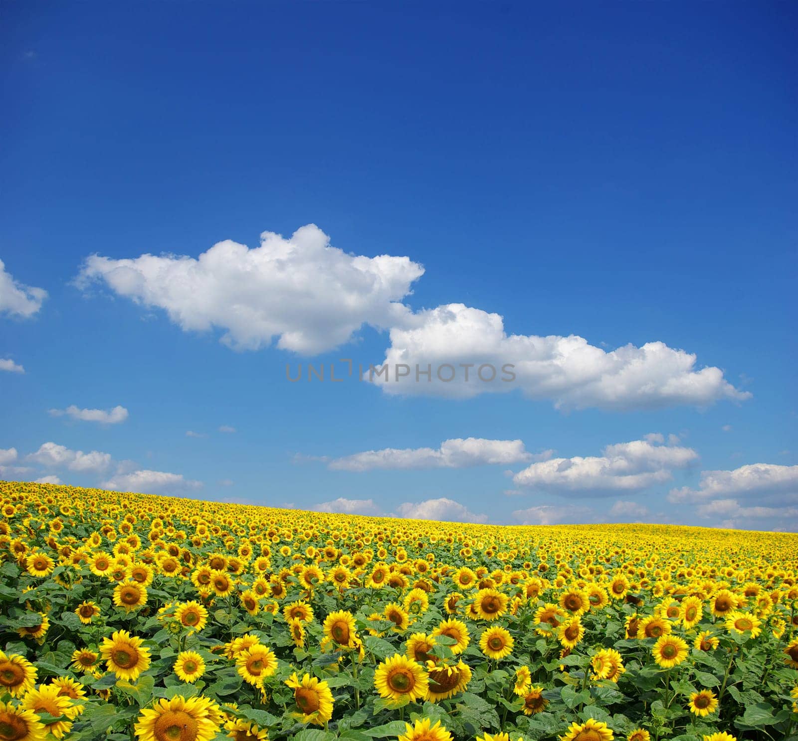 sunflower field over cloudy blue sky