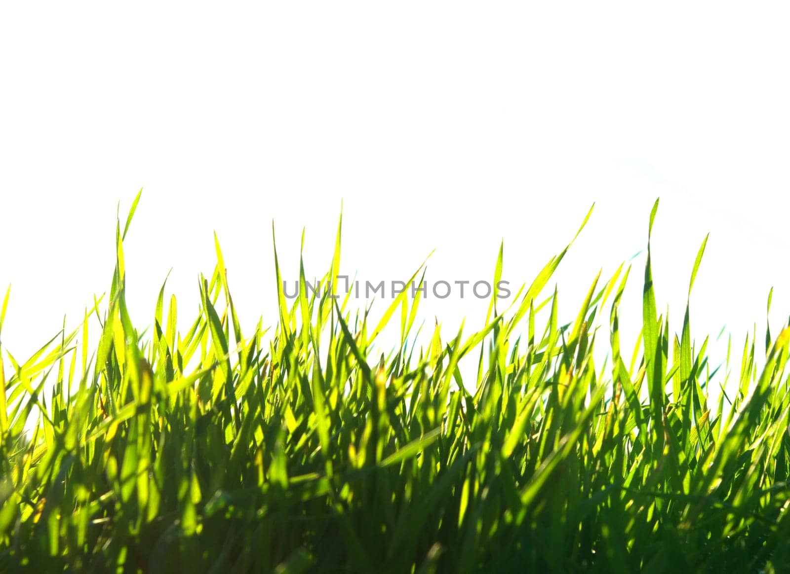 Beautiful green lawn isolated on white