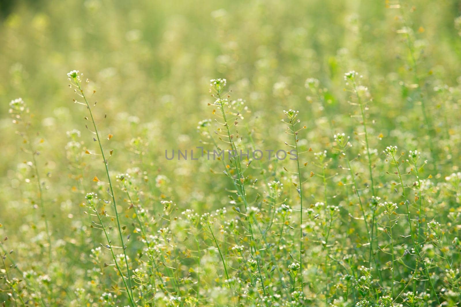 Close-up image of fresh spring green grass